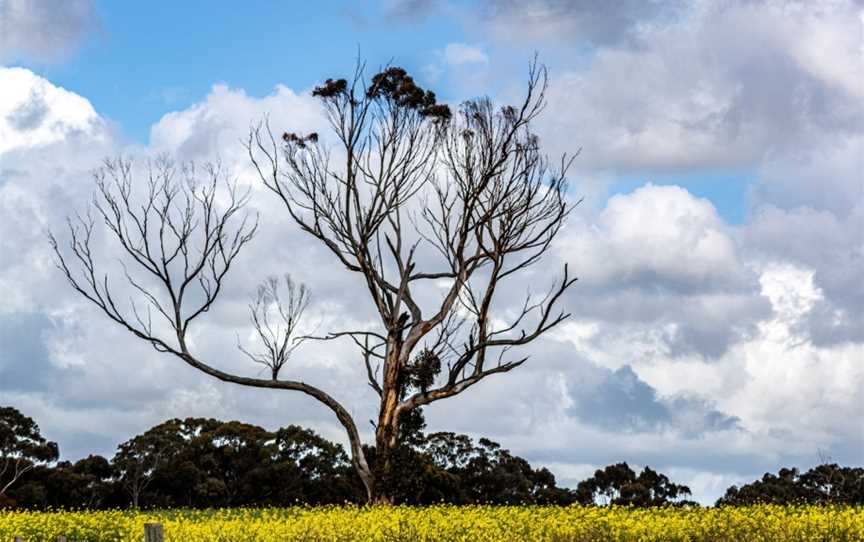 Limeburners Lagoon State Nature Reserve, Corio, VIC