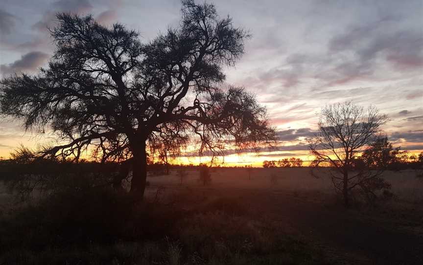 Minyip Bushland Reserve, Minyip, VIC