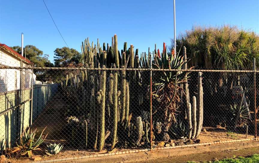 Orana Cactusworld, Gilgandra, NSW