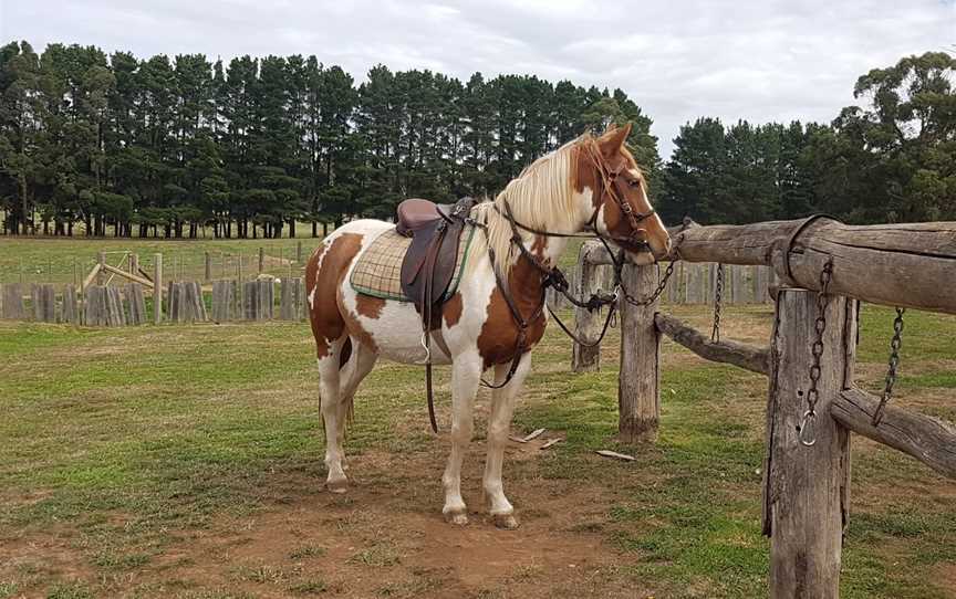 Silver Brumby Trails, Spring Hill, NSW