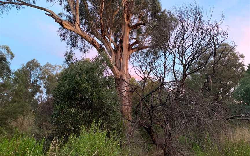 Yarrabing Wetlands Reserve, Wantirna, VIC