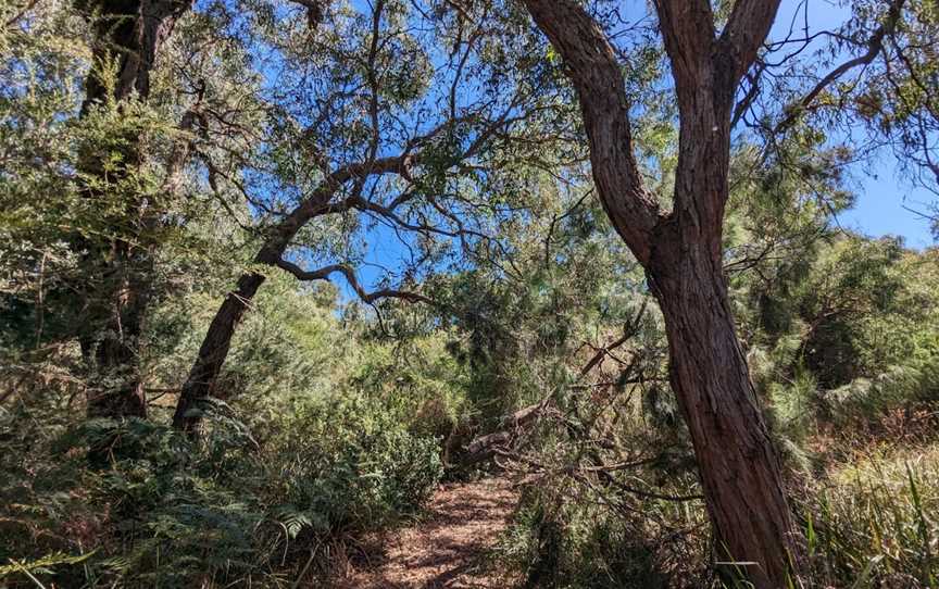 Alex Wilkie Nature Reserve, Springvale, VIC