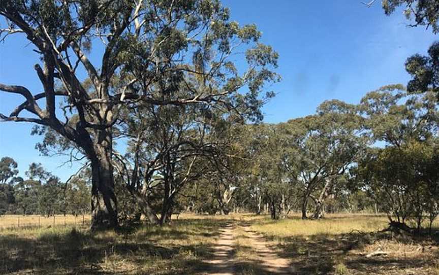 Barrabool State Forest, Murtoa, VIC