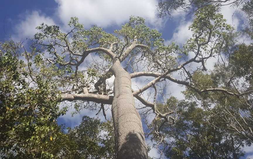 Forty Mile Scrub National Park, Mount Garnet, QLD