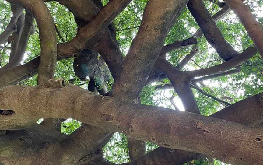 Heritage Fig Tree, Miriam Vale, QLD