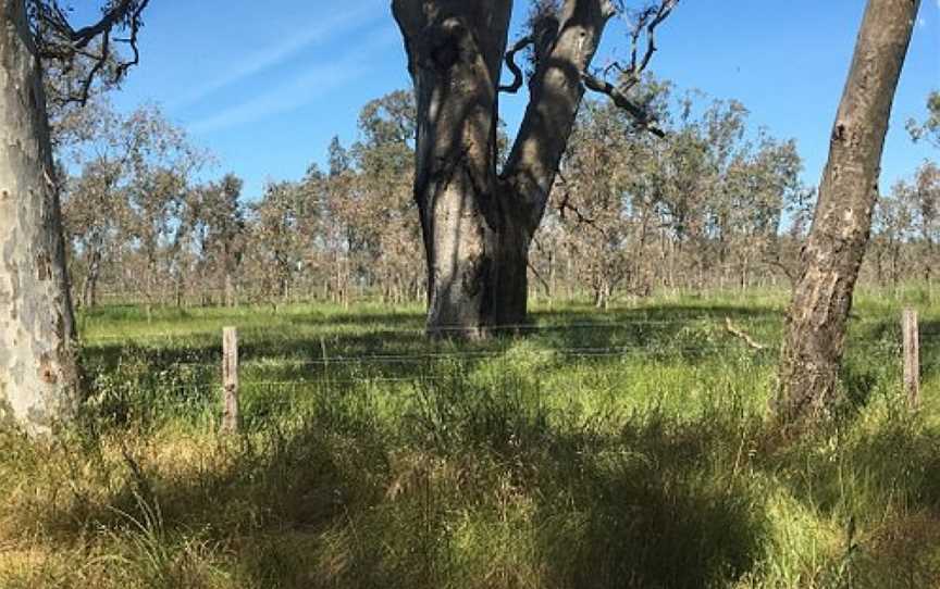 Leah Swamp Wildlife Reserve, Apsley, VIC