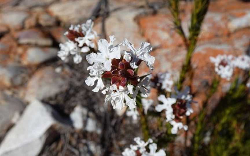 Sepulcralis Hill Lookout, Hopetoun, WA