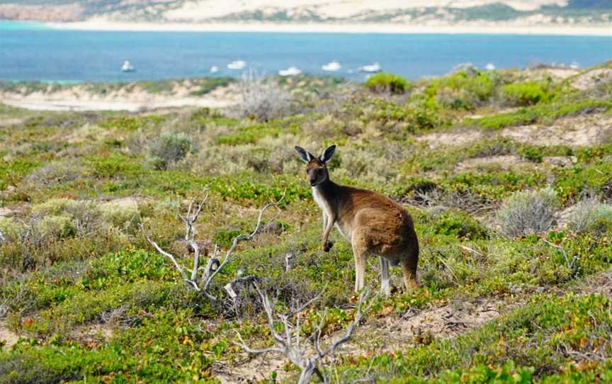 West Cape Lighthouse, Inneston, SA