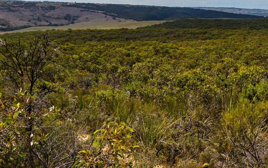 Cox Scrub Conservation Park, Ashbourne, SA