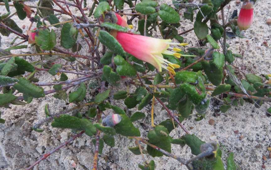 Cox Scrub Conservation Park, Ashbourne, SA