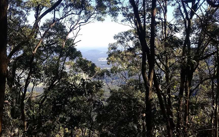 Heaton State Forest, Toronto, NSW