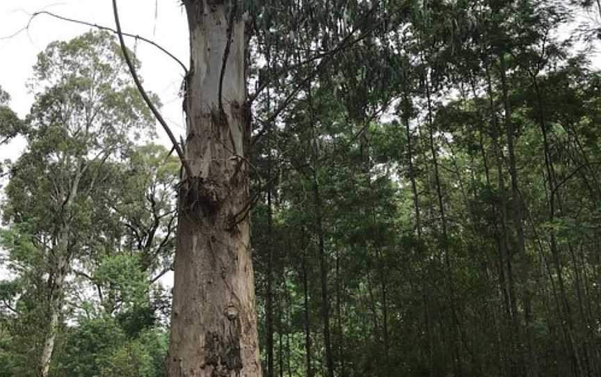 Lawson Picnic Ground, Labertouche, VIC