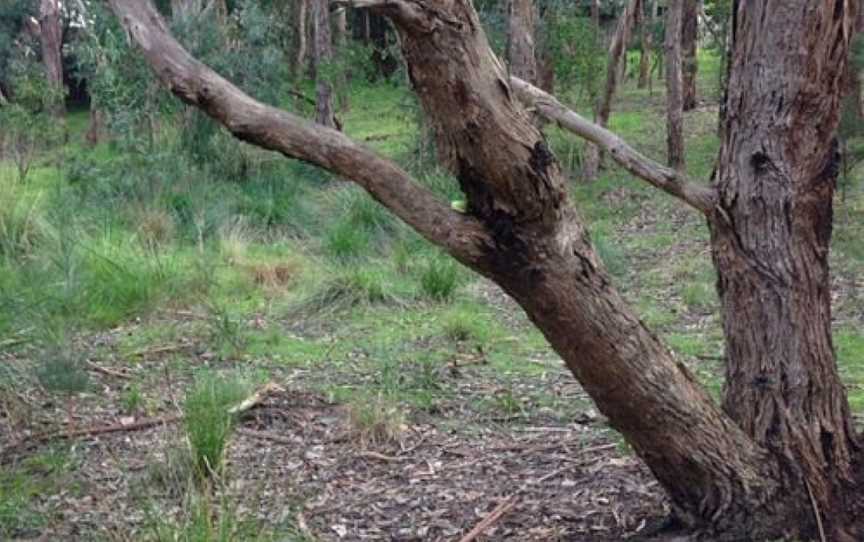 Nangathan Flora Reserve, Croydon, SA