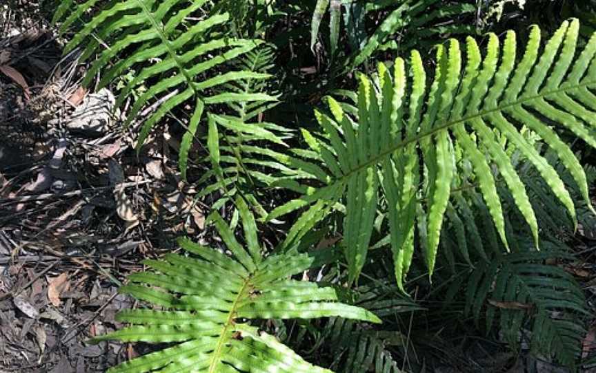 Pippas Pass, Blaxland, NSW