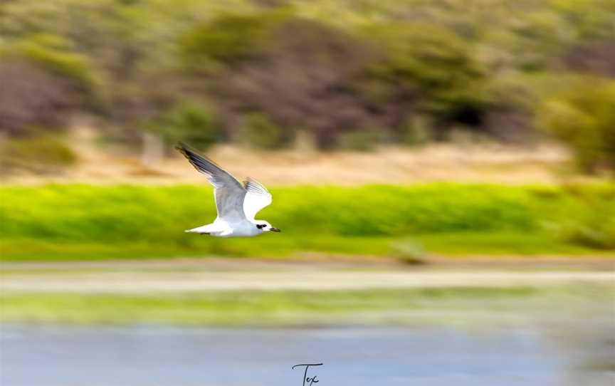 St Lawrence Wetlands, St Lawrence, QLD