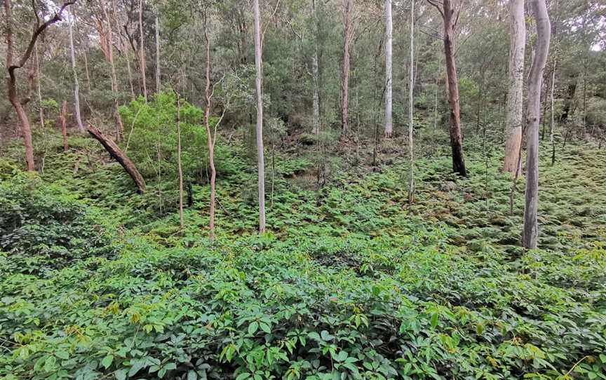 Sun Valley Fire Trail, Valley Heights, NSW