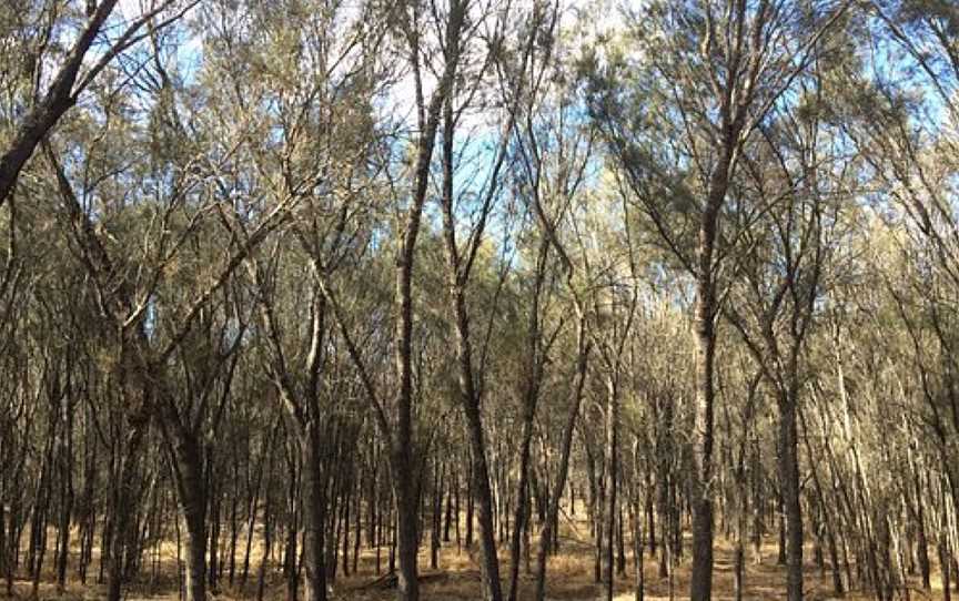 Wait Jen Trail, Wagin, WA