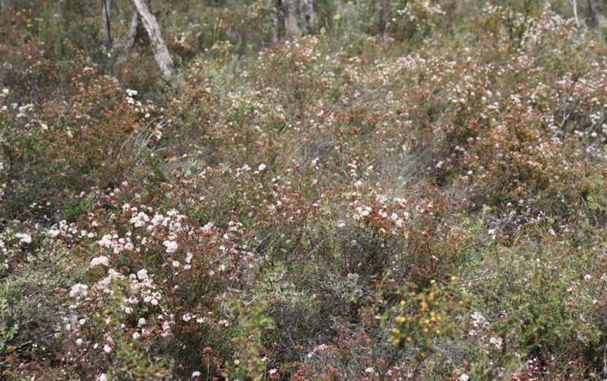 Wax Garden Conservation Reserve, St Arnaud, VIC