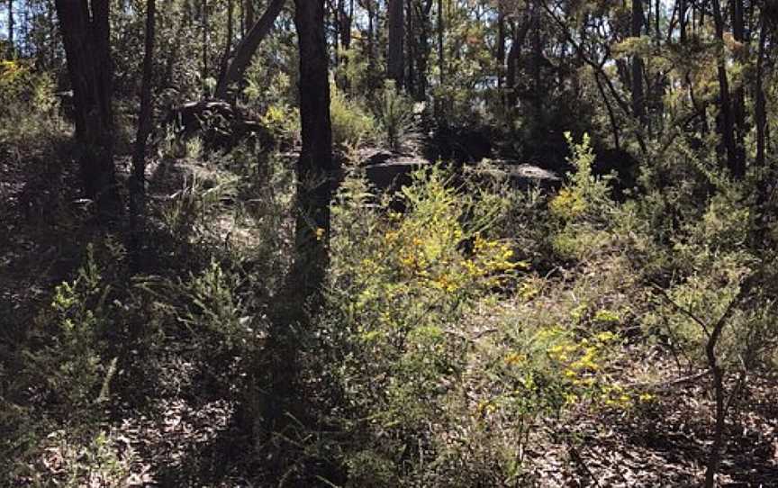 Winnicoopa Road Fire Trail, Blaxland, NSW