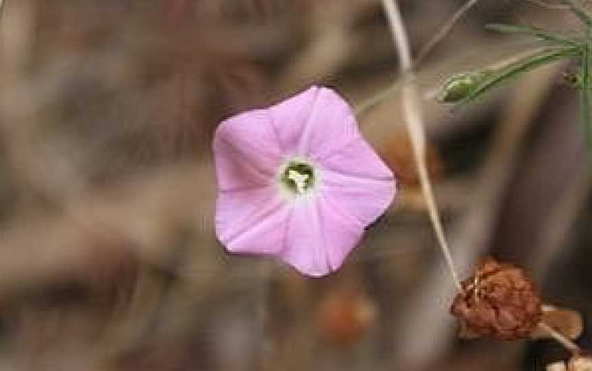 Yanipy Nature Reserve, Kaniva, VIC