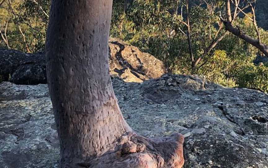 Yondell Street Fire Trail, Springwood, NSW