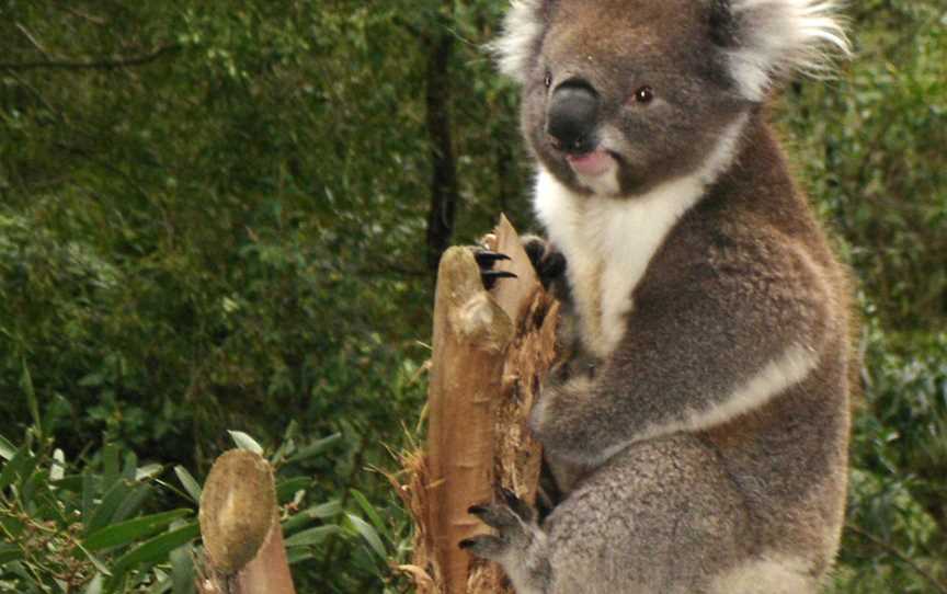 Biriwal Bulga National Park, Mount Seaview, NSW