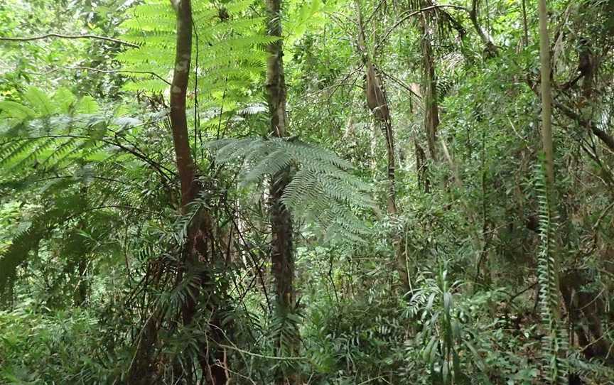 Eudlo Creek National Park, Palmwoods, QLD