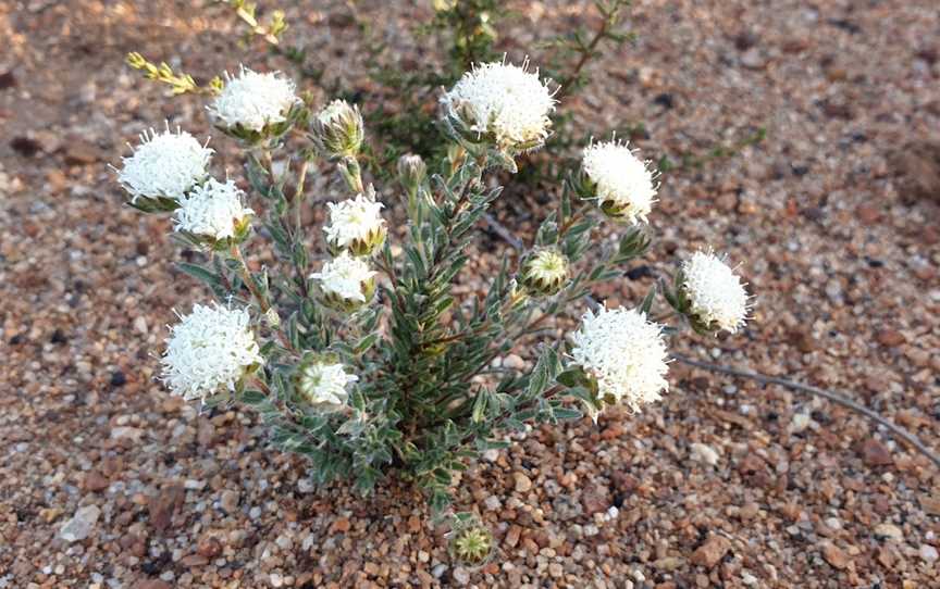 Frank Hann National Park, Lake King, WA