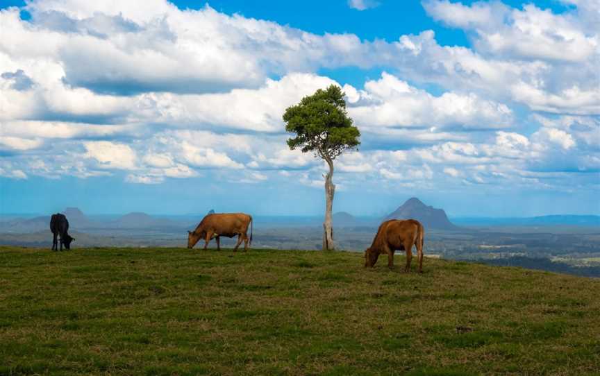 One Tree Hill Maleny, Maleny, QLD