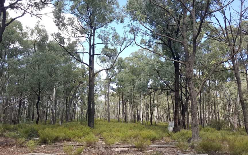 Yarrobil National Park, Gulgong, NSW