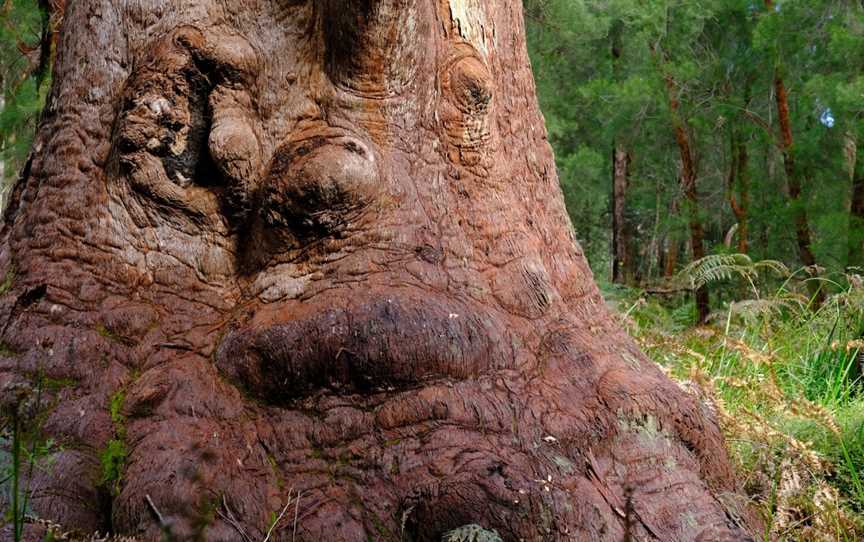 Valley of the Giants Tree Top Walk, Tingledale, WA