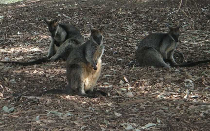 Central Gardens Nature Reserve, Merrylands West, NSW