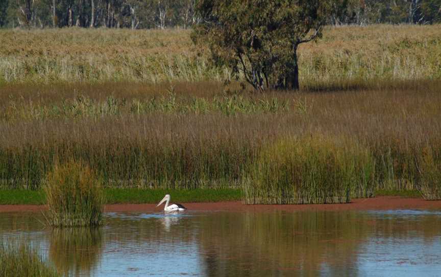 Murray Valley Regional Park, Mathoura, NSW