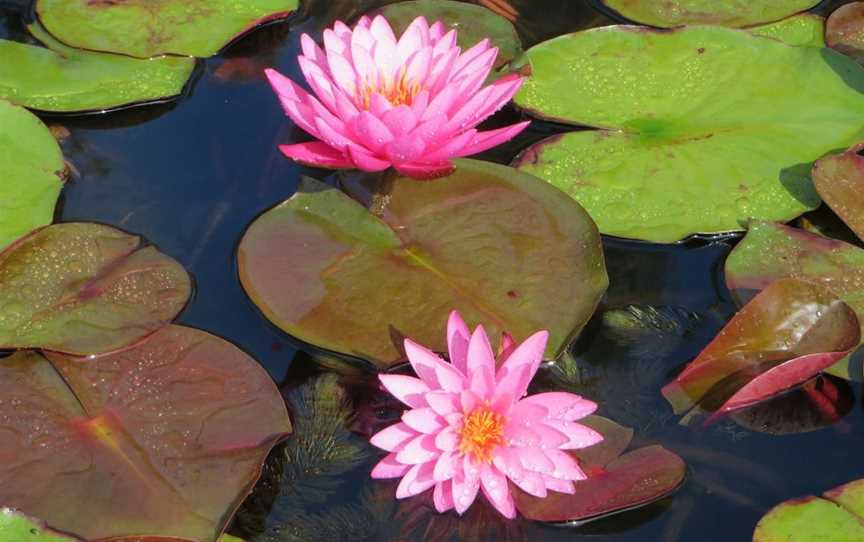 Wallis Creek Water Garden, Mulbring, NSW