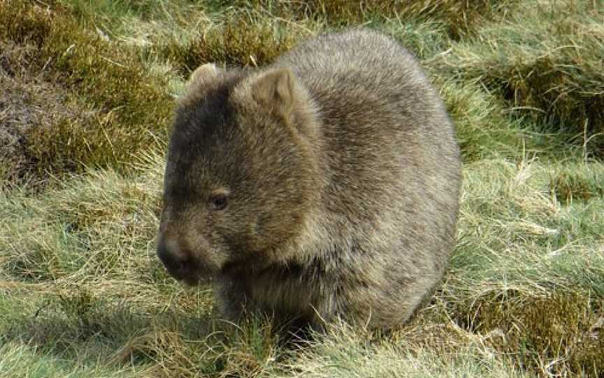 Carss Bush Park, Cradle Mountain-Lake St. Clair National Park, TAS