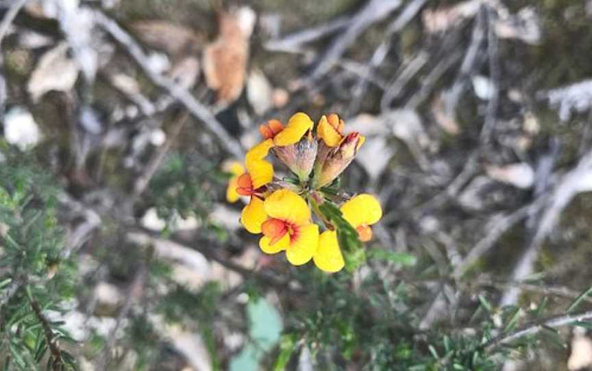 Paddys Ranges State Park, Adelaide Lead, VIC