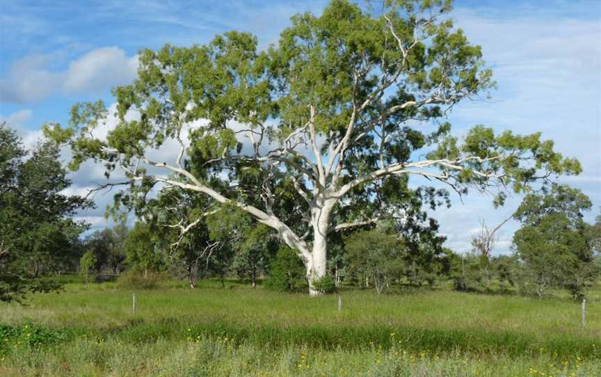 Lloyd-Jones Weir, Barcaldine, QLD