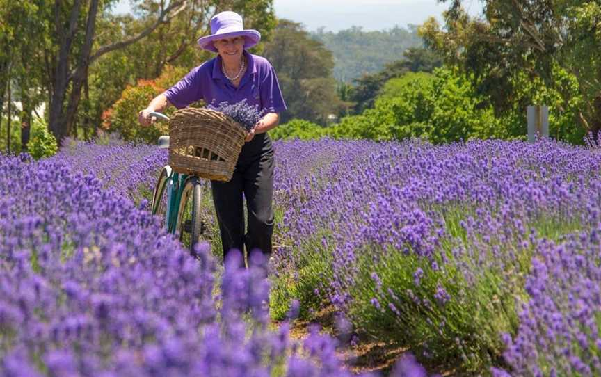 Warratina Lavender Farm, Wandin North, VIC