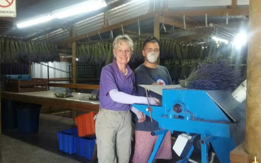 Warratina Lavender Farm, Wandin North, VIC