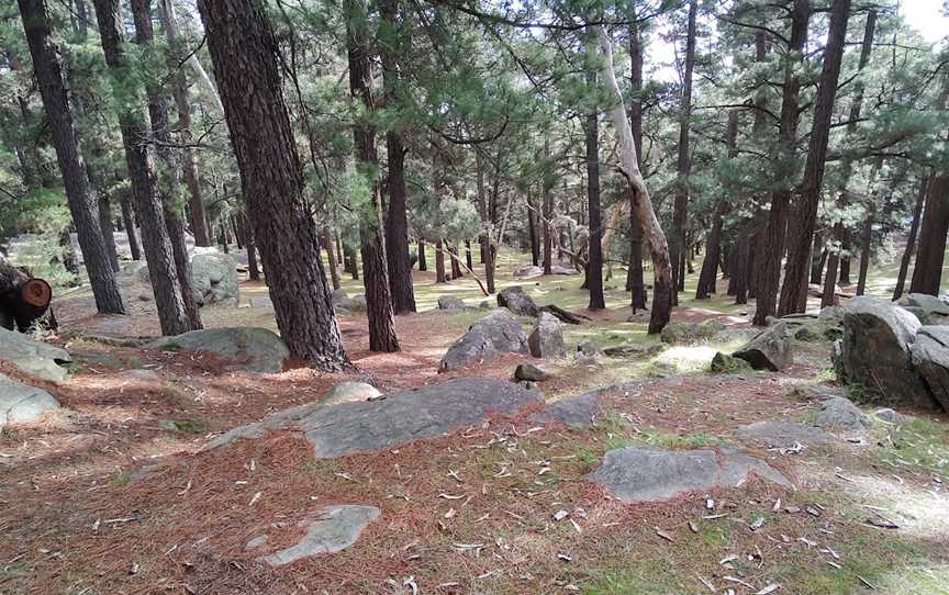 Mount Crawford Forest, Mount Crawford, SA