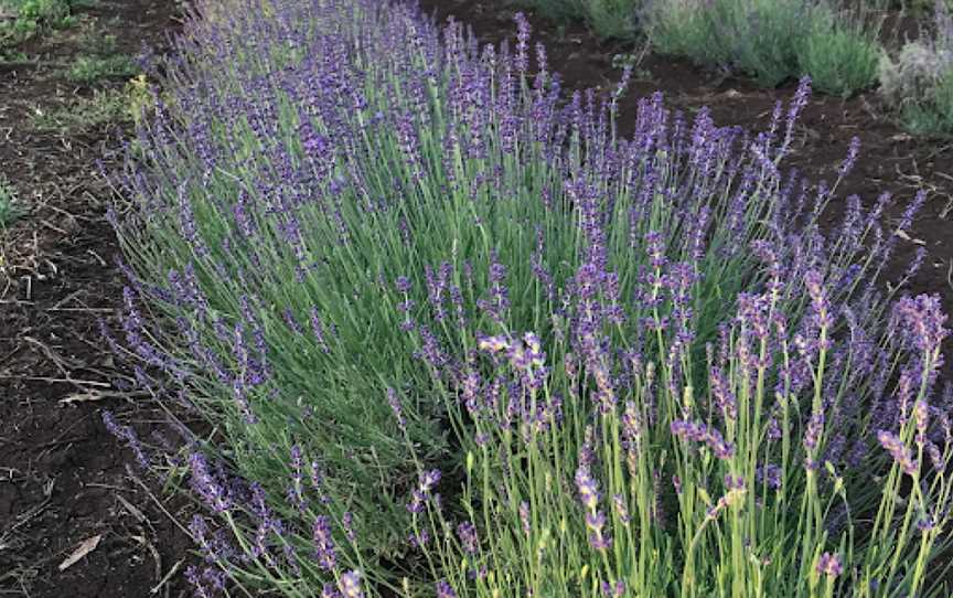 Wyoming Lavender Estate, Mount Russell, NSW