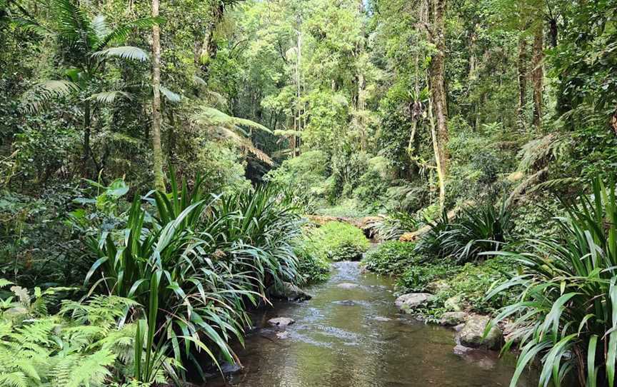 Brindle Creek picnic area, Border Ranges, NSW