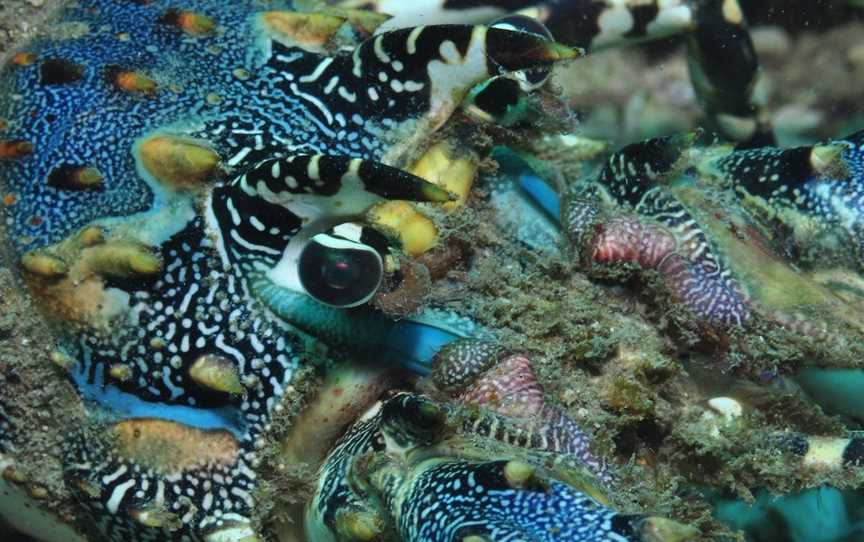 Burkitts Reef Dive Site, Bargara, QLD