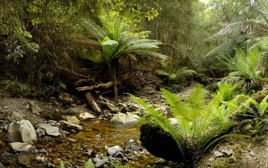 Notley Fern Gorge, Legana, TAS