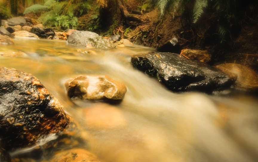 Notley Fern Gorge, Legana, TAS