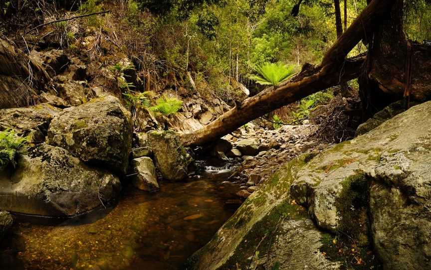 Notley Fern Gorge, Legana, TAS