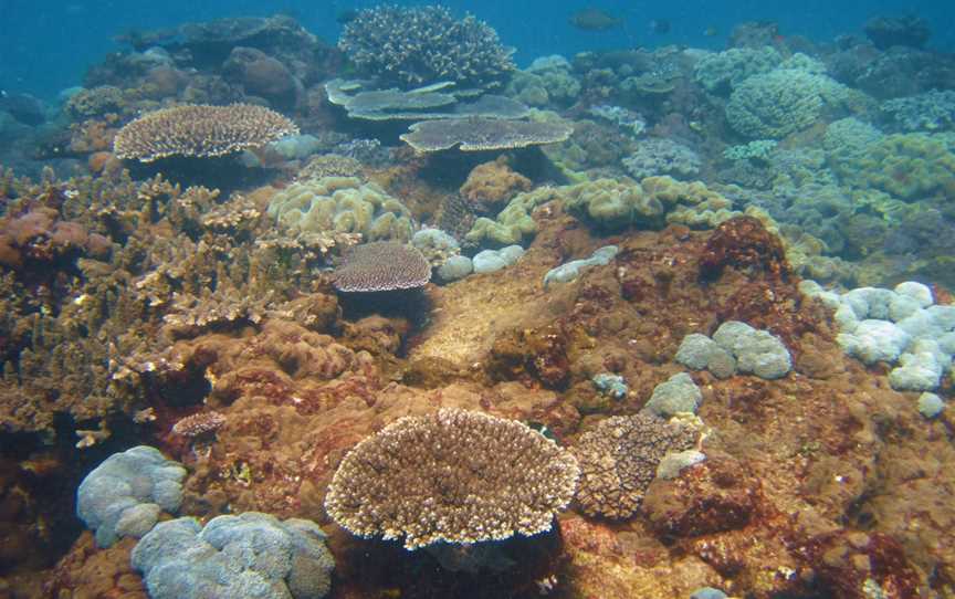 Flinders Reef Dive Site, Moreton Island, QLD