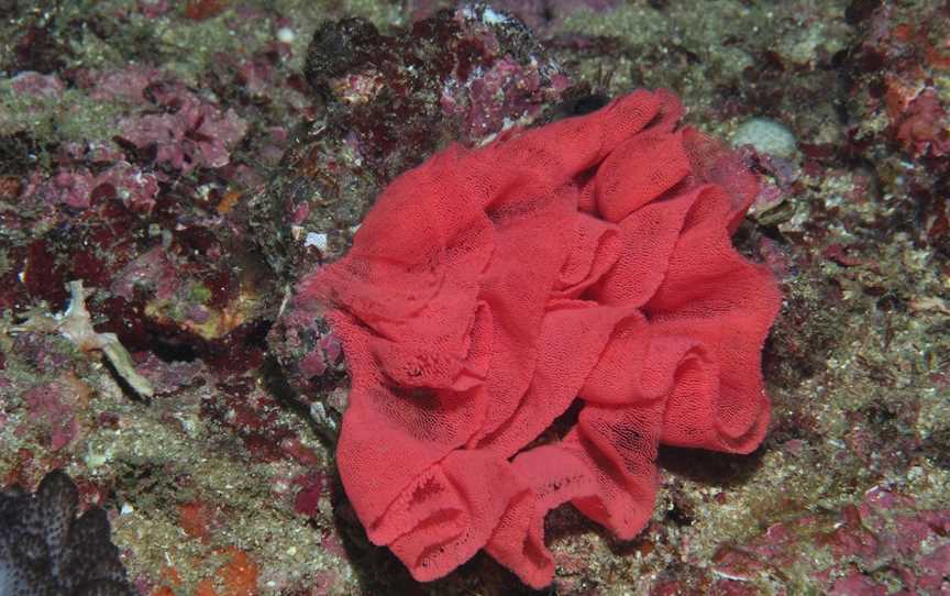 Magic Mountain Dive Site, Mooloolaba, QLD