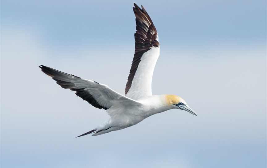 Point Danger Gannet Colony, Portland, VIC