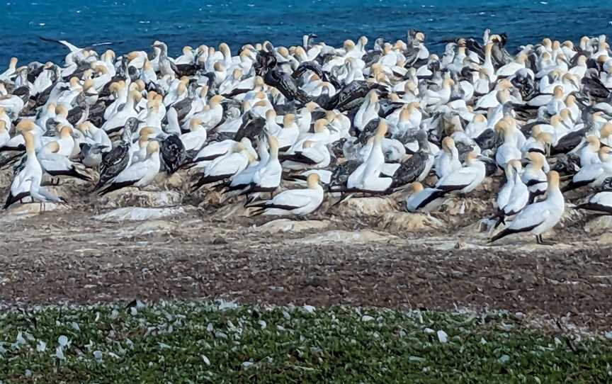 Point Danger Gannet Colony, Portland, VIC